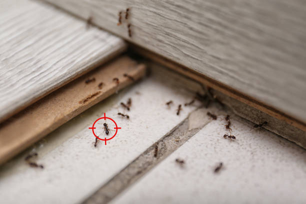  Sedgwick, KS Pest Control Pros