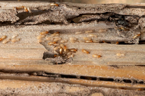 Best Bed Bug Extermination  in Sedgwick, KS